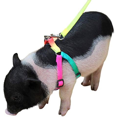 VEEDO Mini Schweinchen, verstellbar, für Schweinchen und andere Kleintiere Cover