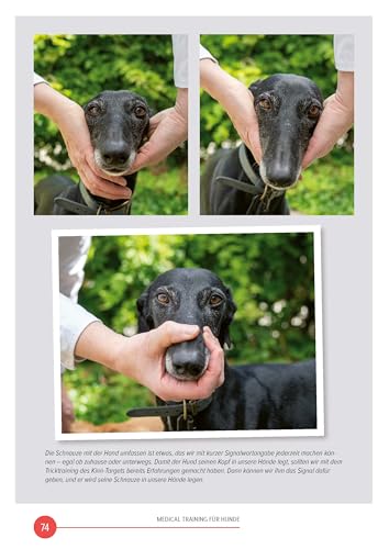 Medical Training für Hunde: Entspannt bei Tierarzt, Pflege & Co. (DER HUND Wissen)