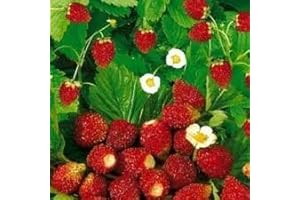 Strawberry Alpine Regina Seeds: Heirloom, Fragrant Jewels for Your Gardening Crown