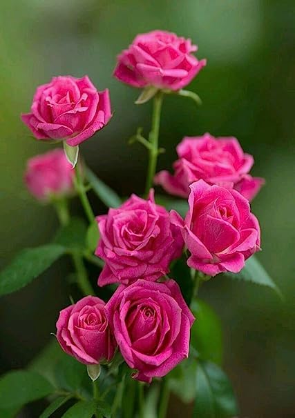 PlantHouseUnlimited Baby Sunrose pink flowers / Aptenia/ Baby Sun rose Live Indoor Plant With Pot - | Home Plants| Indoor| Gift Item| Home and Gardening Plants (Pack Of 1) (B09QM5N27N) Amazon Price History, Amazon Price Tracker