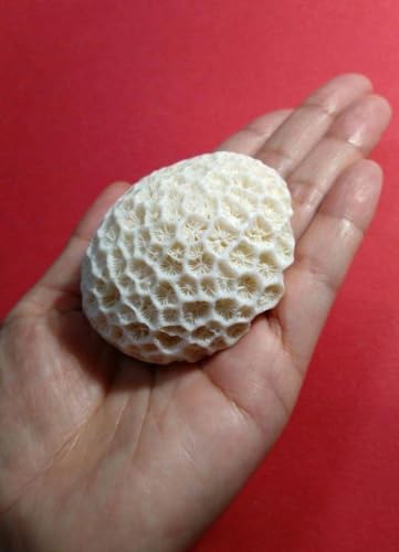 珊瑚礁 キクメイシ⑩ 珊瑚 貝殻 シーグラス アロマストーン アロマオイル 珊瑚礁 キクメイシ⑩ 珊瑚 貝殻 シーグラス アロマストーン アロマオイル