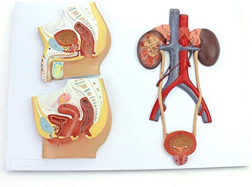 ERNZI Modelli di Materiali Educativi, Modello Educativo del Corpo Umano Anatomico - Modello Genitourinico