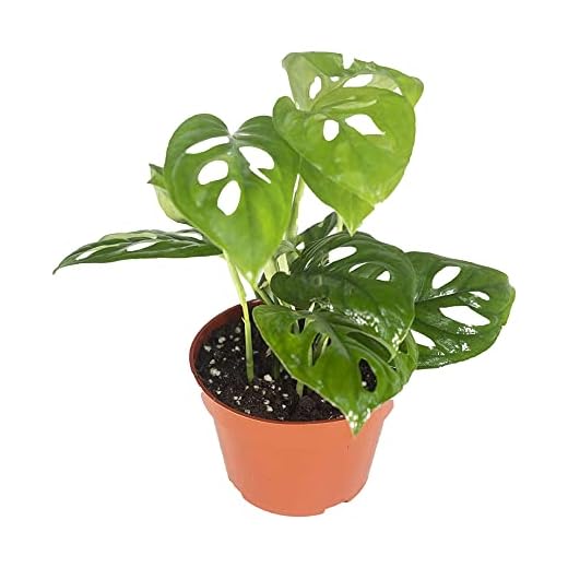 California Tropicals Monstera Adansonii Real Live Indoor Houseplants - Big Low Light Tropical Plant for Air Purifying Decorations - 4" Pots Easy Planting in Homes, Offices, and Outdoor Gardens