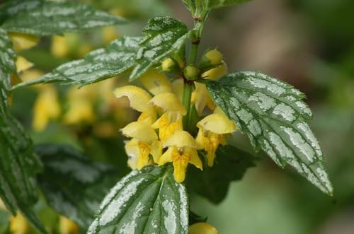 Yellow Archangel Live Indoor Hanging Basket Plant with Variegated Foliage, Silver-Green Leaves (Small)