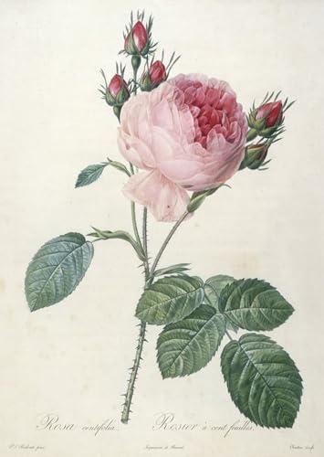 Art mural Rosa Centrifolia Rosier à Cent Feuilles affiche décoration bureau