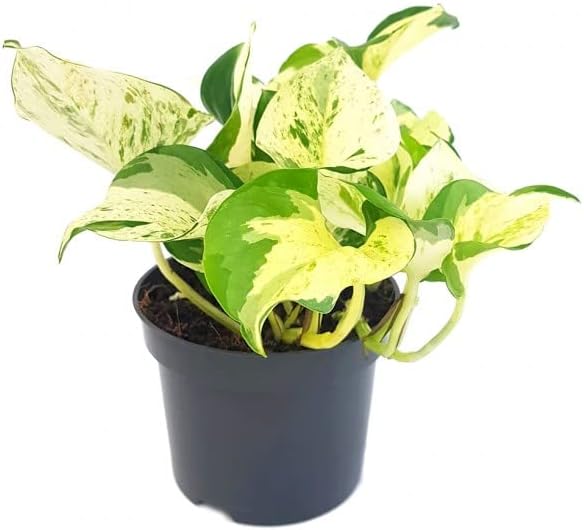 Indoor Plant Potho Marble Epipremnum Happy Leaf