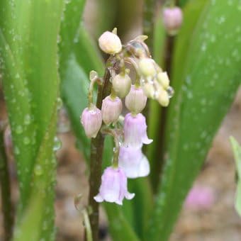 Amazon Co Jp ピンクスズラン Diy 工具 ガーデン Amazon Co Jp ピンクスズラン Diy 工具 ガーデン