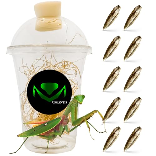 Tenodera Angustipennis Praying Mantis Ootheca (Ten Egg Cases) - Narrow Wing Mantis Species, Native to Asia, | Live Egg Case for Hatching, Ideal for Educational Projects, Easy Care & Maintenance