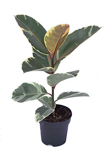 Planta de goma Ficus elastica Tineke Popular planta de interior en una maceta de 14 cm