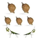 USMANTIS Praying Mantis Ootheca Egg Case (Five Egg Case) - Beneficial for Stem Education and Gardening, Each Egg Case Produces Approximately up to 400 Baby Nymphs (T Sinensis)