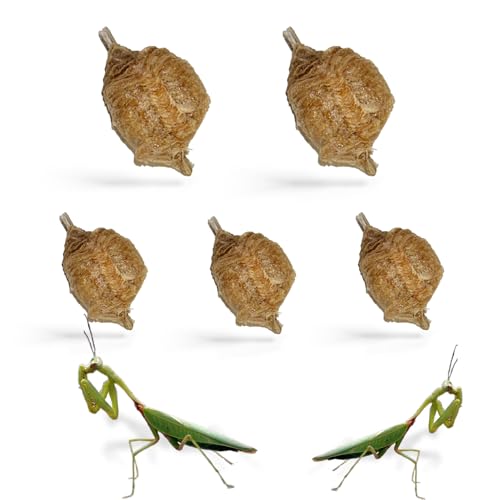 USMANTIS Praying Mantis Ootheca Egg Case (Five Egg Case) - Beneficial for Stem Education and Gardening, Each Egg Case Produces Approximately up to 400 Baby Nymphs (T Sinensis)