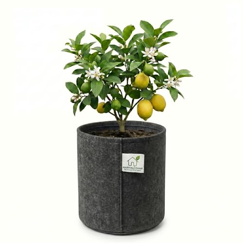 Image of 400 GSM Geo Fabric Round Grow Bags 24x24 Inch, Dark Grey Planting Bags for Terrace and Kitchen Gardening Pack of 1
