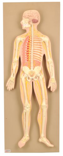 Image of EISCO Human Nervous System, Brain Model, Educational Model, Anatomy, Science