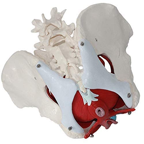 Model Anatomii Pnia, Model Miednicy Żeńskiej Z Ruchomymi Narządami, Rozmiar Naturalny, Anatomia Miednicy I Miednicy Żeńskiej, Model Zasobów Kości Medycznej Ludzkiej