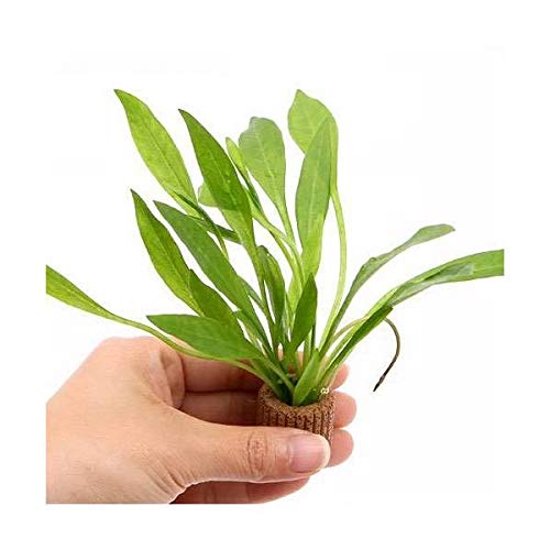 水草 アマゾンの人気商品 通販 価格比較 価格 Com