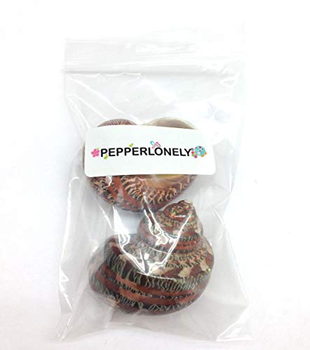 Image of PEPPERLONELY 2 PC Natural Large Hermit Crab Shells, Tapestry Turbo, 2 Inch ~ 2-1 /2 Inch