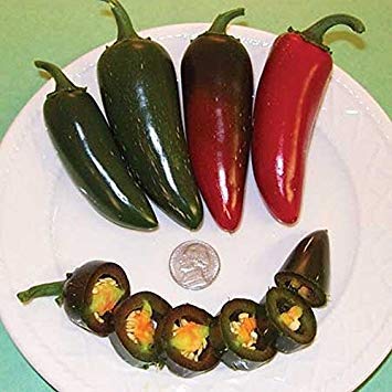 Las Semillas de germinaci�n: 25 - Semillas: Jalape�  o JB F1 Semillas de Pimiento H�bridos - Una Variedad Muy Fuerte y productivo !!!