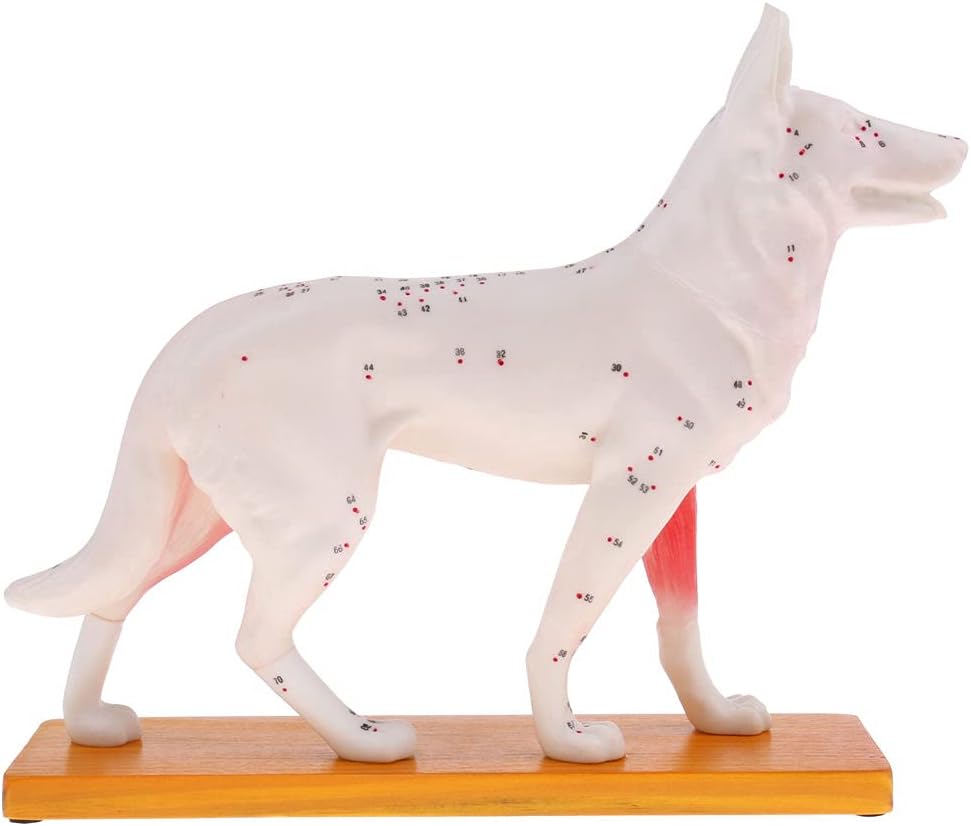 LoveinDIY Dog Canine Acupuncture Model Anatomical Anatomy Teaching Model