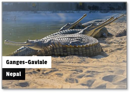 Ganges-gaviale (Gavialis Gangeticus),chitwan/Nepal, Fridge Magnet