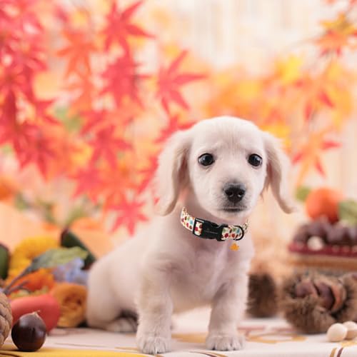 ARING PET Herbst Hundehalsband, Niedlich Herbst Ahornblatt Hundehalsband mit Schnellverschluss aus Kunststoffschnalle, Bequemes Baumwoll Halsband für Jungen und Mädchen Hunde