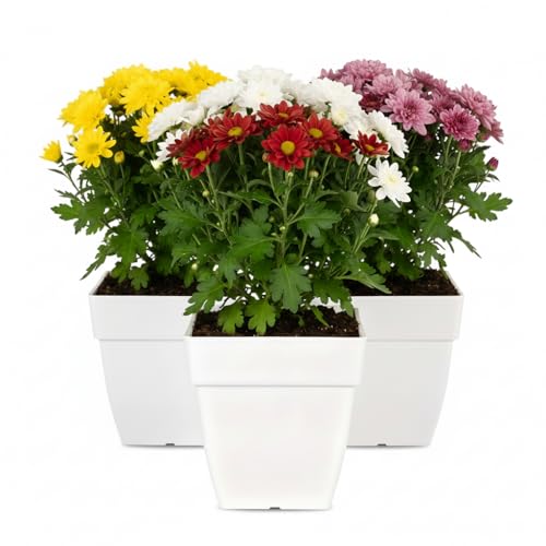 10 Inch Square Planter Pot | White Glossy Finish Flower Pot | Premium Fresh Plastic Gardening Planter Durable Pots | Gamla for Lawns for Indoor, Outdoor, Balcony, and Home Decor (3 Pc, 10 Inch)