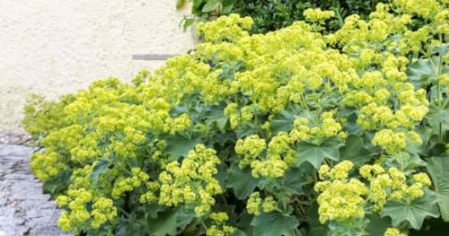 Gardening Treasures: 75+ Alchemilla Lady's Mantle Irish Silk Seeds