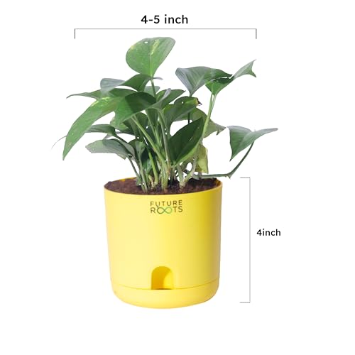Image of Future Roots Good Luck Golden Money Plant with Self Watering Pot - Air Purifying Indoor Live Feng Shui Plant for Home, Living Room, Kitchen, Office Desk, Bedroom Decor (Yellow)