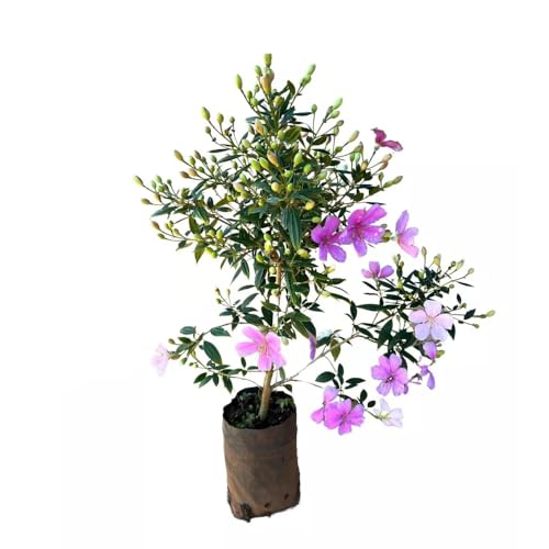 AMK Jardinagem e Paisagismo, Muda de Manaca Da Serra 20 a 40cm AMK - Plantas Online