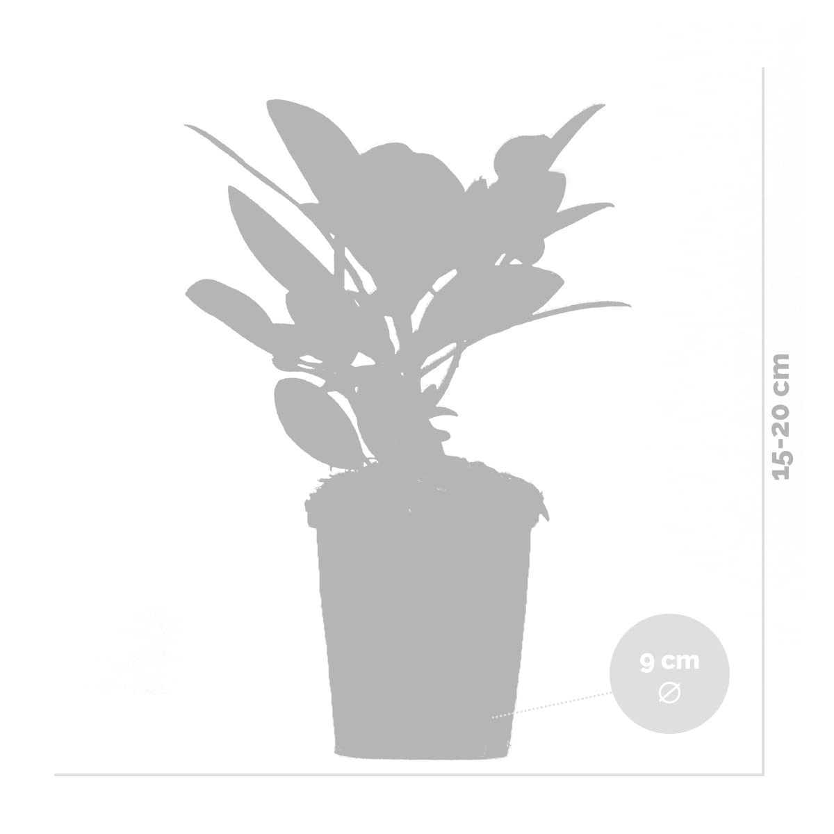 Bloomique - Set di 3 - Rododendro - Viola, Rosa, Bianco - Sempreverde - Resistente al freddo - Piante da giardino - Altezza 15-20 cm - Vaso da 9 cm