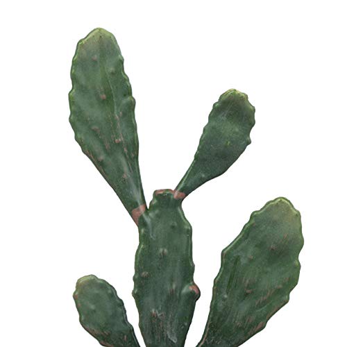 Hejdeco Artificial Mini Cactus Plants Set Of 3, Fake Tiny Cactus, White Potted Faux Plants, Small Cute Cactus Decor For Home Office Kitchen Bathroom Countertop, 2.36 Inches (D) X 6.3 Inches (H) #TOP7