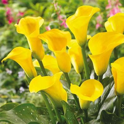 BRECK'S - Summer Flowering Millenium Gold Hybrid Calla Lily Bulb - One Dormant Bare Root Bulb per Offer