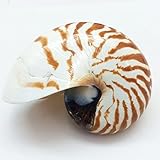 PEPPERLONELY Natural Chambered Nautilus Shells 3.5 Inch~4 Inch