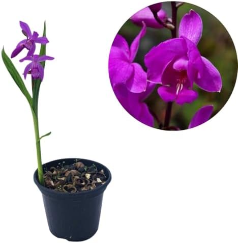 Orquidea Bletia Catenulata Folhagem Cadocifolia Planta Natural Ad...