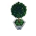 Galt International Preserved Boxwood Topiary Tree in Blue & White Ceramic Pot - Plant and Table Centerpiece Stunning Greenery and Plant Decor for Home 5.9