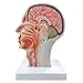 NEW HORIZON Life Size Anatomical Head Model Skull,Half Human Head Superficial Neurovascular Model with Musculature, and Brain for Medical Teaching Learning, Learning Education Display Tool