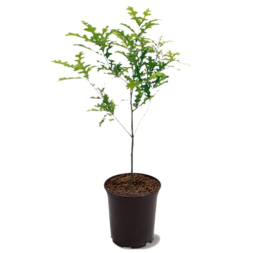 Nuttall Oak Tree, Adaptable, Deciduous, Shade Tree, Acorn Pr...