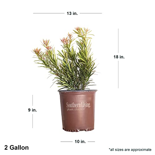 Mood Ring Podocarpus (2 Gallon) Evergreen Shrubs With Bronzy-Pink New Growth - Full Sun To Part Shade Live Outdoor Plant - Southern Living Plants #TOP3