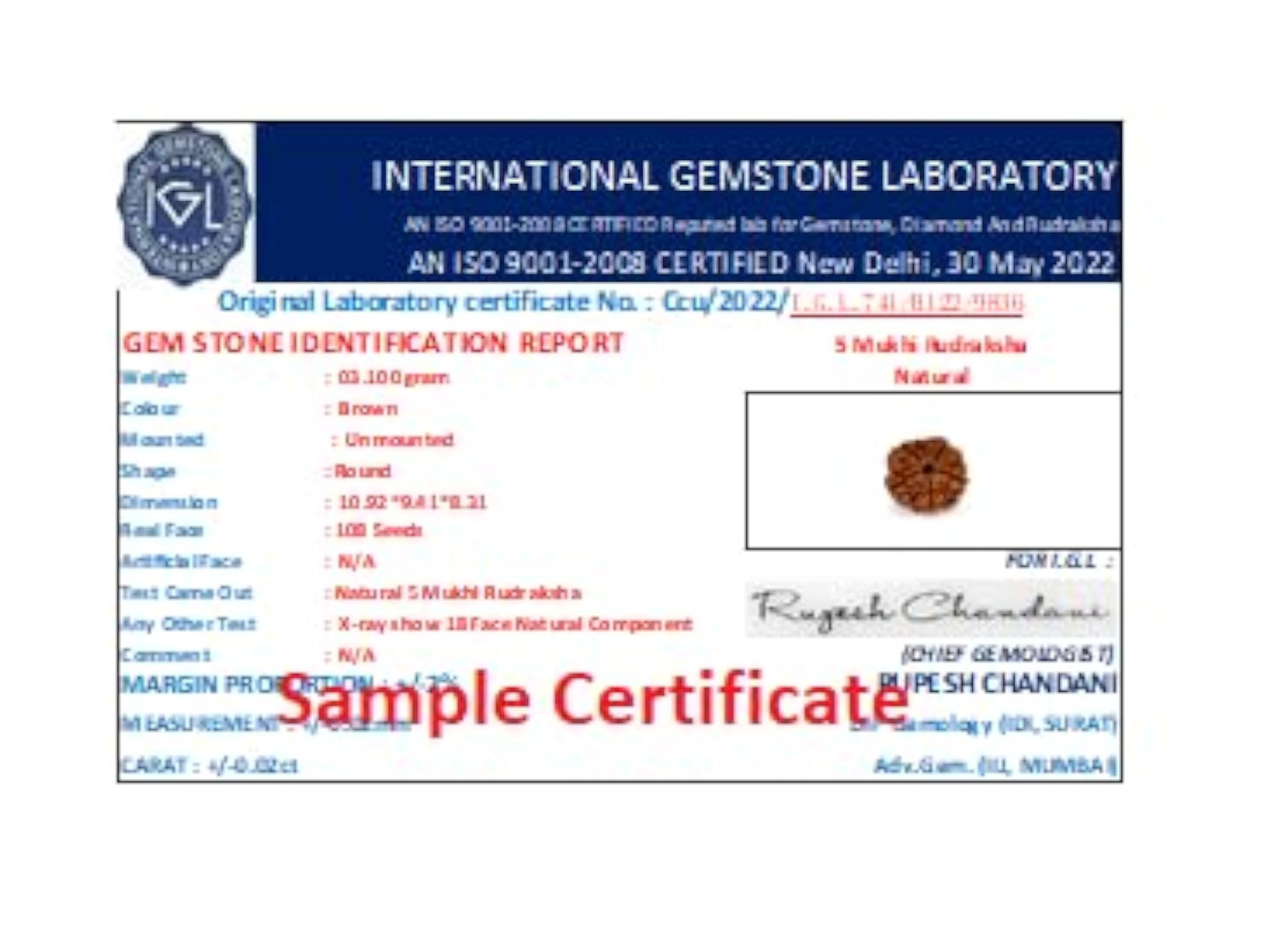 5 Mukhi Rudraksha Bead, Pure Nepali Certified