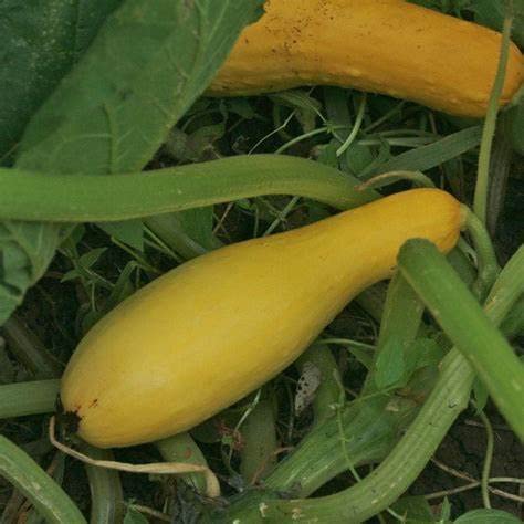 25 Yellow Early Prolific Straightneck Summer Squash Seeds For Planting. Non Gmo And Heirloom. 2.5 Grams Of Seeds. Garden Vegetable Survival #TOP2