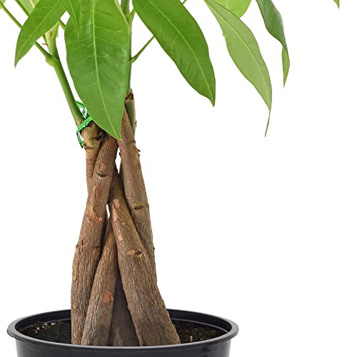 Money Tree Live Indoor Plant In 4 In. Plastic Grower Pot ***Cannot Ship To Hawaii*** #TOP1