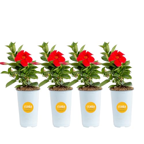 Costa Farms Live Mandevilla Outdoor Plants 4-Pack of Red Flowering Vines in 1.5 Pint Pots Tropical Perennial for Patio Trellis & Balcony Decor Pollinator Friendly 12-14 Inches Tall