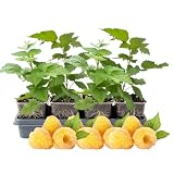 4 Fall Gold Raspberry Plants Live, 5-9 Inch Tall, Raspberry Fruit Trees for Outdoor Growing, Raspberry Seedling