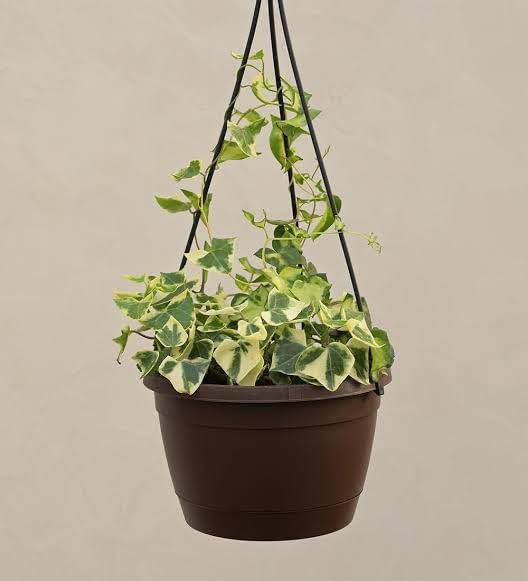 Image of Live English Ivy Plant with Pot | Hedera Helix Air Purifying Hanging Vine Plant | Low Maintenance Decorative Creeper for Home Office Balcony Living Room Wall Garden Decor | Pack of 1