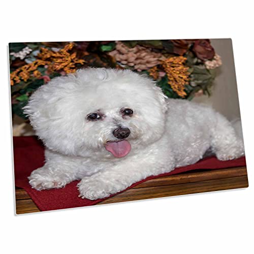 3dRose Pad para escritorio con diseño Bichon Frise