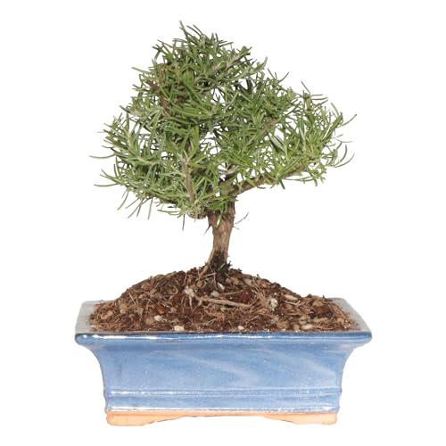 KENTIS - Bonsai di Rosmarino - Rosmarinus Officinalis - Pianta Vera da Esterno Aromatica - Giardino Terrazzo - H 23-33 cm Vaso in Ceramica 19 cm