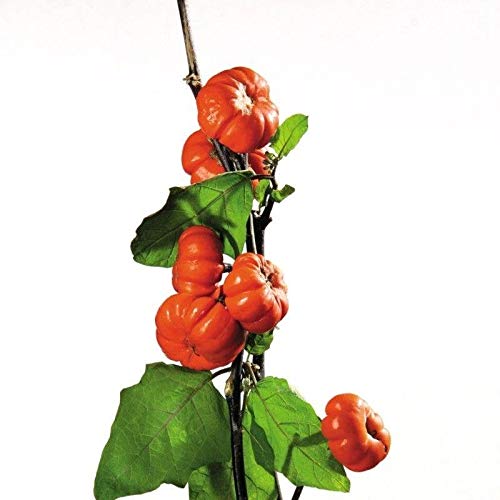 Pumpkin on a Stick Eggplant Seeds (25+ Seeds)(More Heirloom, Organic, Non GMO, Vegetable, Fruit, Herb, Flower Garden Seeds (25+ Seeds) at Seed King Express)