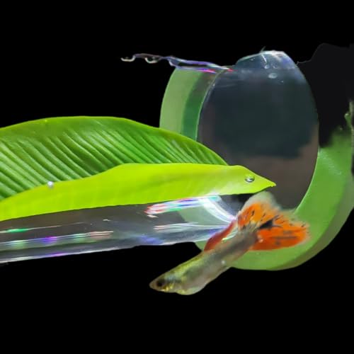 Image of Suspended Acrylic Tube Tunnel,Acrylic Betta Bed, Betta Leaf mat breeding and Resting Bed simulating The Natural Habitat of Betta spawning Grounds, Betta Toy shelter