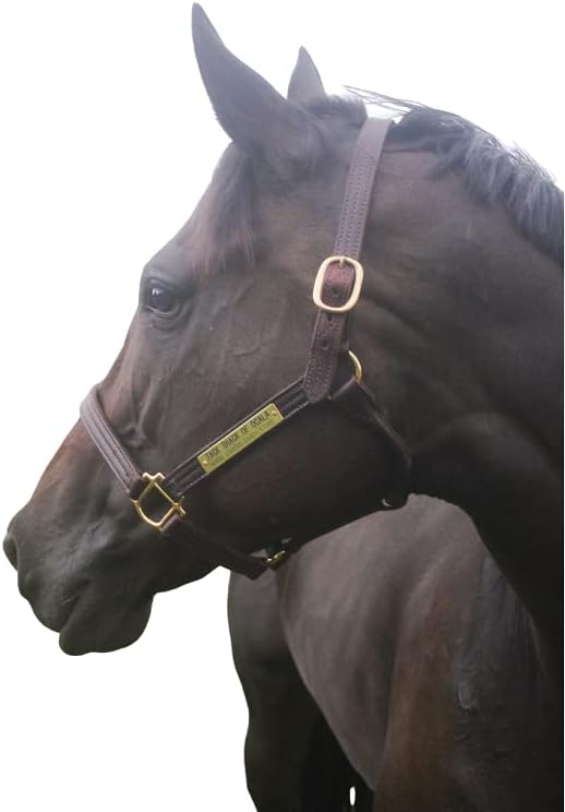 Halter de cuero con placa de nombre grabada personalizada para caballo, halter de cuero, halter de cuero para caballos, cabestros para caballos,