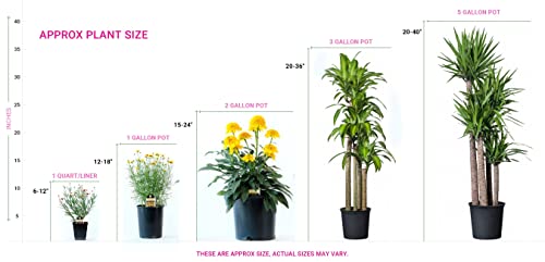 Ez Growing Plants (1 Gallon Bare-Root) Mars Seedless Grape Vine Mars Is A Blue Seedless Grape Good In Hot Summer Areas. #TOP2