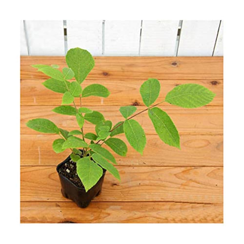 北の蝦夷　鬼胡桃の大苗　1メートル50センチ　大小セット 北の蝦夷 鬼胡桃 クルミ 1 メートル50センチ 大小セット